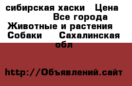 l: сибирская хаски › Цена ­ 10 000 - Все города Животные и растения » Собаки   . Сахалинская обл.